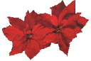 poinsettia image