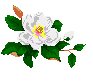 small magnolia